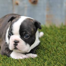 Boston Terrier Puppies from Bonze Boston Terriers