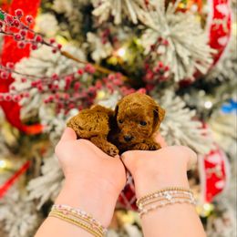 Frost - Toy Size - Red  female Goldendoodle puppy in Elizabethtown, Kentucky from Reddy Poodles & Doodles