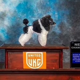 Maverick - Poodle
