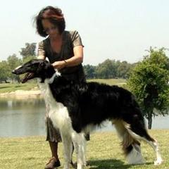 Borzois and Collies from Kaigans K9s