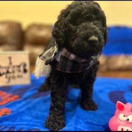 Poodle Puppies from Semmy’s standard Poodle