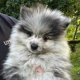 Blue Merle Silver 1day 6.3oz - Blue merle male Pomeranian puppy in Madison, Ohio from PawSitive Therapy Pomeranians