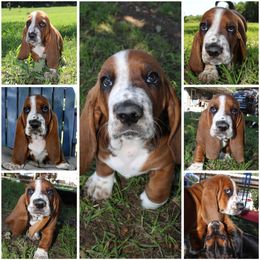 Girl 1 - Basset Hound puppy in Texas from Basset Hounds of Jacksboro, Tx