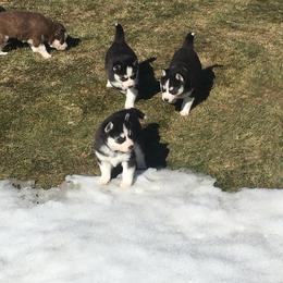 Alaskan Malamute and Siberian Husky Puppies from Chocolate Hollow Farms