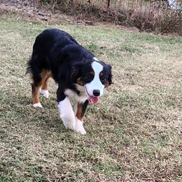 Dewey - Black tri male Miniature American Shepherd puppy in Depew, Oklahoma from Donna baumann