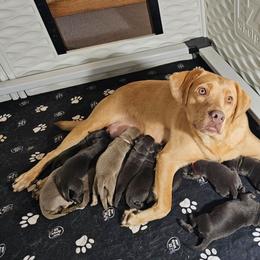 Boy 2 - Silver male Dilute Retriever puppy in Swanton, Ohio from SilverWater Labs