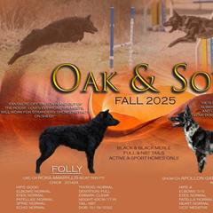 Mudi puppies from Oak & Soul Silken Windhounds and Mudi