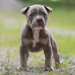 Girl 4 - American Bully puppy in Violet Hill, Arkansas from Obduro Bullies