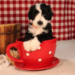 Godiva - Black and white female Bernedoodle puppy in Peyton, Colorado from Peyton Doodles