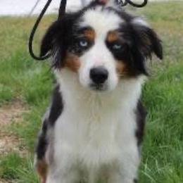 Piper - Miniature American Shepherd