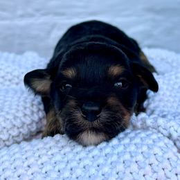Charlie Brown - Tri-color male Bernedoodle puppy in Lancaster, Missouri from Cavapoo Acres