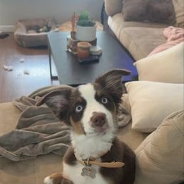 Australian Shepherd Puppies from Van Huitt Australian Shepherds