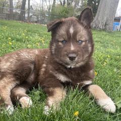 Maeve - Red and white Siberian Husky puppy in Parma, Ohio from Sirius Siberian Huskies