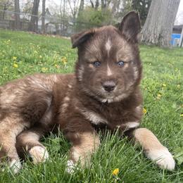 Maeve - Red and white Siberian Husky puppy in Parma, Ohio from Sirius Siberian Huskies