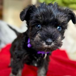 True (full TAIL, double blue eyes) - Black and silver female Miniature Schnauzer puppy in La Mirada, California from SchnauzersRus