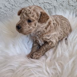 Bella - Apricot female Poodle puppy in Chandler, Arizona from Fabi Poodle
