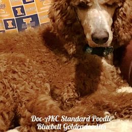 Doc - Goldendoodle