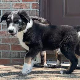 Oakley - Black tri-color female Australian Shepherd puppy in Lynnville, Indiana from Moonlightaussies