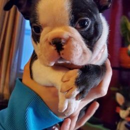 Boston Terrier Puppies from Big Sky Bostons