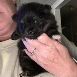 Holly - Tri-colored female Pomeranian puppy in Zavalla, Texas from Precious Puff Poms