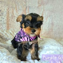 Gracie - Black and gold female Yorkshire Terrier puppy in Nitro, West Virginia from Kathryn's Yorkies