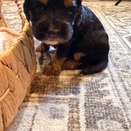 Cockapoo and Goldendoodle Puppies from Jax Doodles