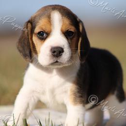AKC 'Jasmine' - Black tan and white female Beagle puppy in Lamar, Missouri from Marti Acres ~ Boston Terrier & Beagles