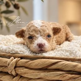 Boy 2 - Apricot male Poodle puppy in Glen Rose, Texas from Maple Bloom Canine Co.