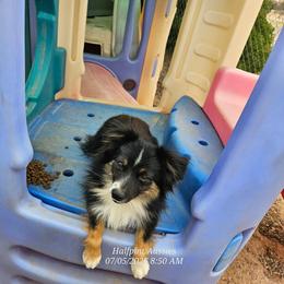 John - Black tri male Miniature Australian Shepherd puppy in Snowflake, Arizona from Halfpint Aussies