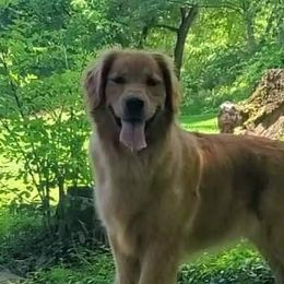 Savvy - Golden Retriever