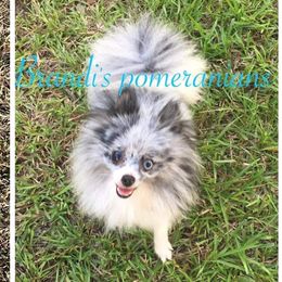 Sput - Pomeranian