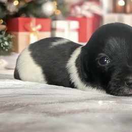 Echo - Piebald female Dachshund puppy in Sharon Springs, New York from Show Us The Way Homestead