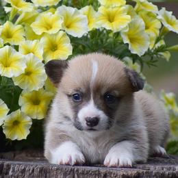 Goldie - Red female Pembroke Welsh Corgi puppy in Morgantown, Pennsylvania from GoldStar Corgis (License Number 18519)