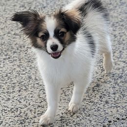Harper - White and sable female Papillon puppy in Dorset, Ohio from Katies Papillons