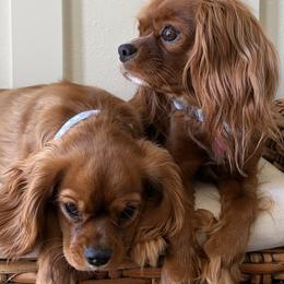 Cavalier King Charles Spaniels from Coastal Cavaliers