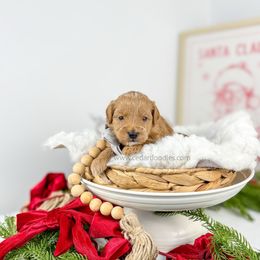 Summit 9-15lbs - Red  male Goldendoodle puppy in Cedar City, Utah from Cedar Doodles- Home of the Teddybear Goldendoodle
