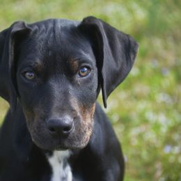 Girl 2 - Black Catahoula Leopard Dog puppy in Cordova, Tennessee from Dawson Hollow Catahoulas