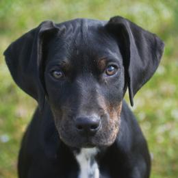 Girl 2 - Black Catahoula Leopard Dog puppy in Cordova, Tennessee from Dawson Hollow Catahoulas