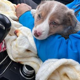 Fern - Red merle female Australian Shepherd puppy in Midvale, Idaho from Canyon River Aussies