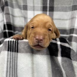 Jim - Yellow male Labrador Retriever puppy in Great Falls, Montana from Yogo Point Kennels