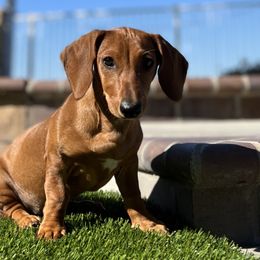 Dachshunds from Long Dog Dachshund Pups