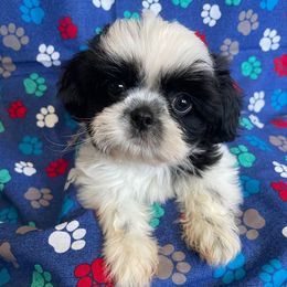 Jason - Black and white male Shih Tzu puppy in Hemet, California from Aloha Shih Tzu