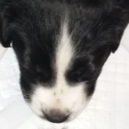 English Shepherd Puppies from ThreeDarkBays English Shepherds