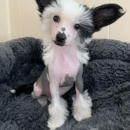 Chinese Crested Puppies from Jewels Chinese Cresteds