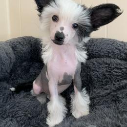 Chinese Crested Puppies from Jewels Chinese Cresteds