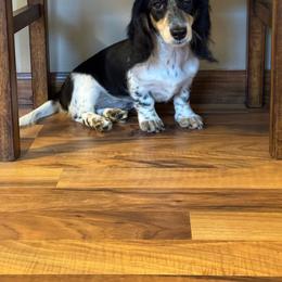 Mia - Piebald female Dachshund puppy in Wisconsin from Three K Miniature Dachshunds