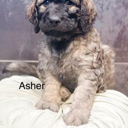 Asher - Sable male Goldendoodle puppy in Pasco, Washington from Camp Doodle Woods