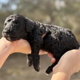 Jinu - Black male Poodle puppy in Spring Hills, Florida from The Olympus Standard Poodle