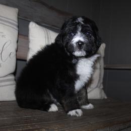 Van - Black tri-color male Aussiedoodle puppy in Loretto, Tennessee from K Kountry Farm