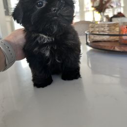 Shih Tzu Puppies from Magnolia Tzus